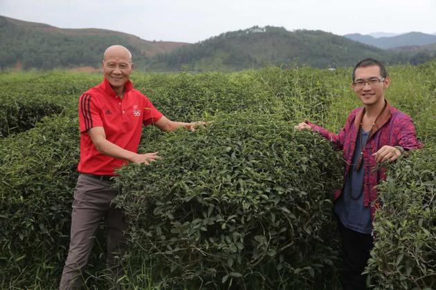 田七计春华在北苑御茶百年矮脚乌龙茶园