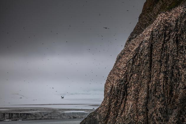 周笔畅摄影作品 2015年7月 出发北极前的飞鸟