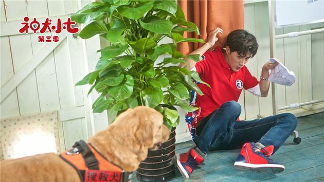 神犬小七第三季