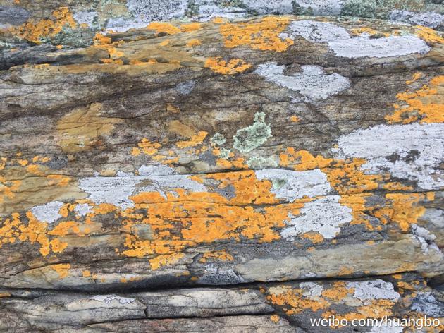 黄渤摄影拍沙石树泥别有洞天