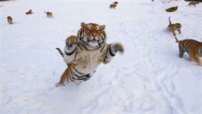 无人航拍器的使用，使近距离拍摄动物的自然状态更加便捷