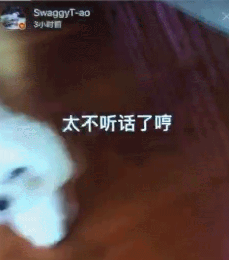 黄子韬与爱犬