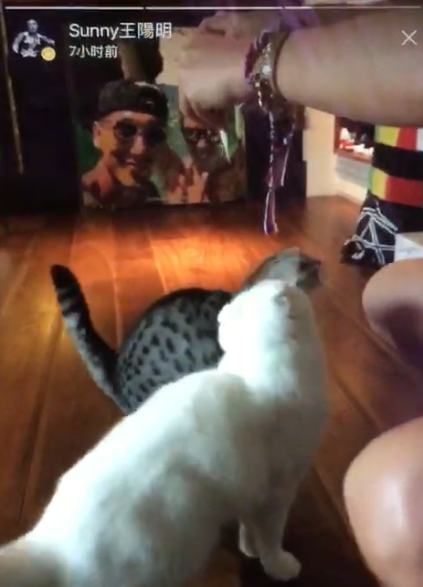 王阳明与老婆逗猫