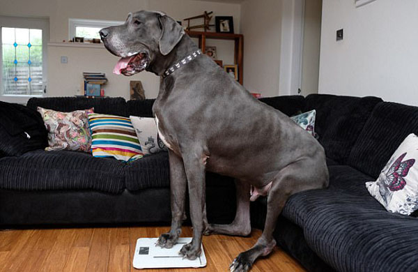 英国最大的狗!犬身长2米高1米与小象同重