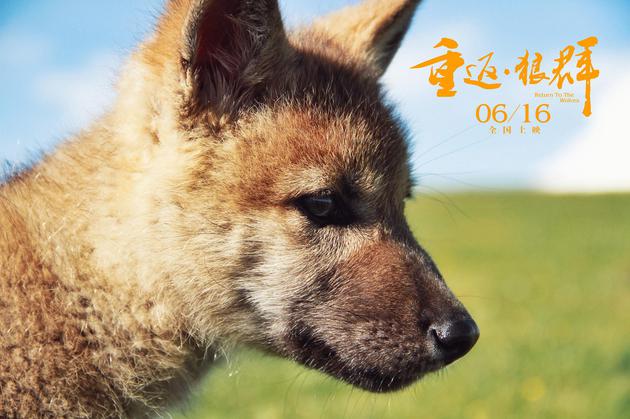 《重返·狼群》格林幼时