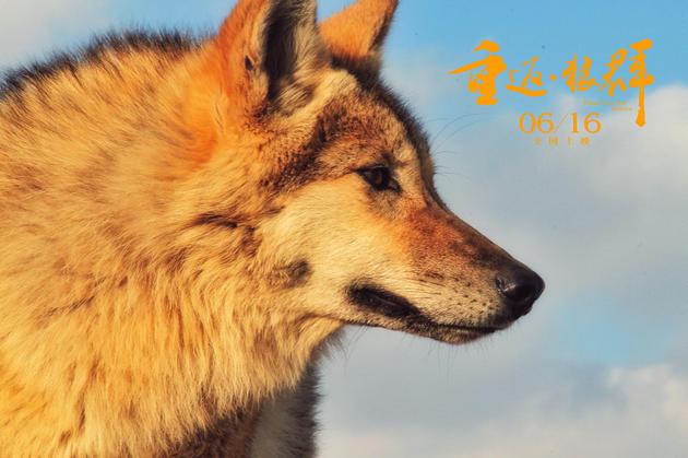 《重返·狼群》格林成年