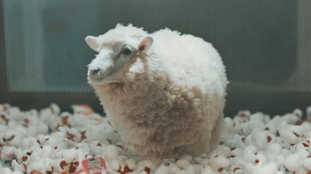 张艺兴《SHEEP》