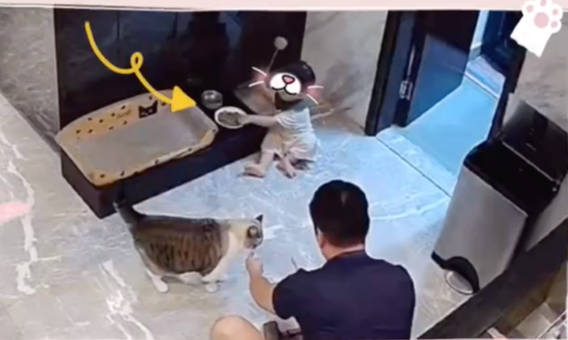 陈荣炼喂猫时,儿子66竟伸手抓猫食放进嘴巴
