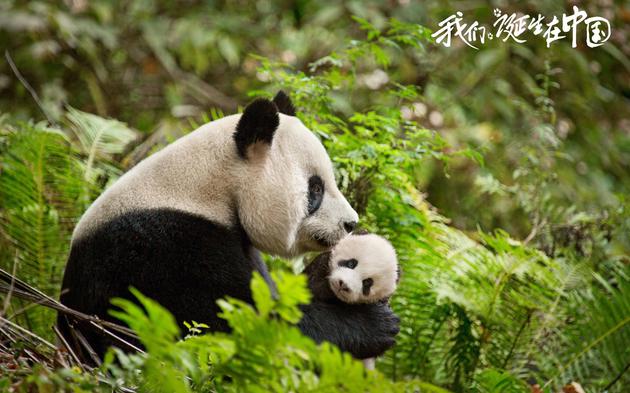 《我们诞生在中国》剧照