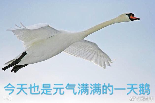 苏有朋表情包
