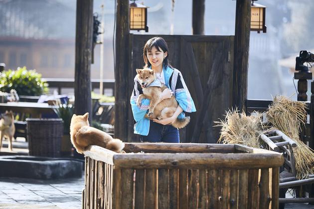 张子枫与柴犬