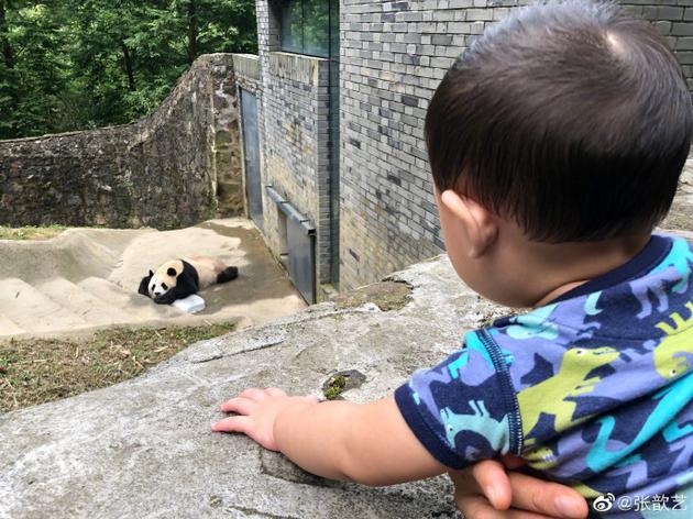 张歆艺儿子看大熊猫