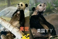 向太关注旅美大熊猫丫丫事件 表示愿意助养询问相关渠道