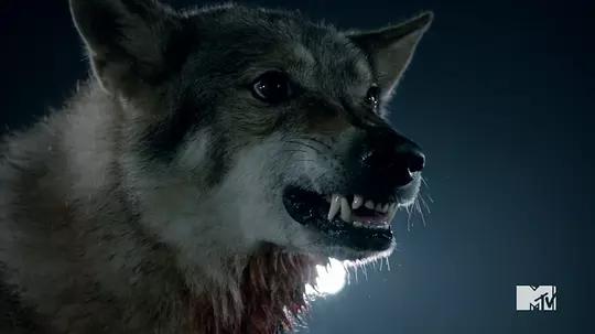 少狼资料页_娱乐资料库_新浪娱乐_新浪网