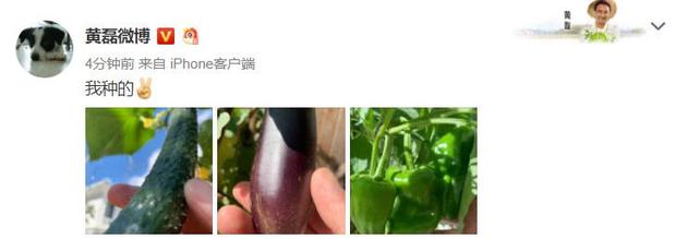 黄磊则是秀出了在家种菜的组图，黄瓜、茄子、辣椒一众新鲜的蔬菜