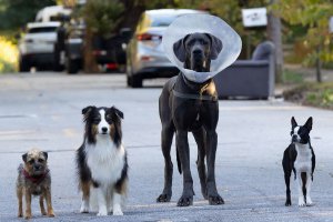 《复仇狗联盟》发布特辑 配音幕后欢乐有趣封面图