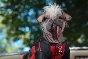 死侍狗亮相漫威新片《死侍3》 搞怪一脉相承封面图