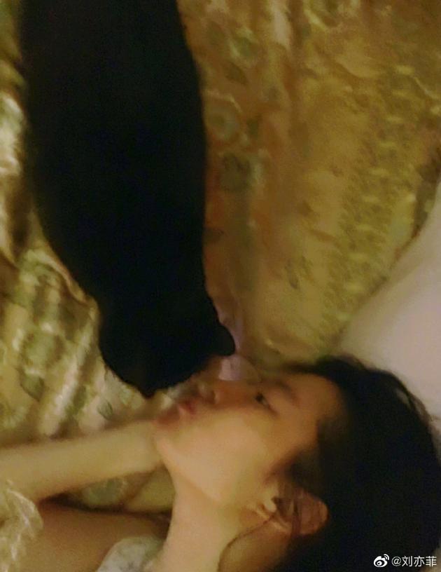 刘亦菲与猫猫