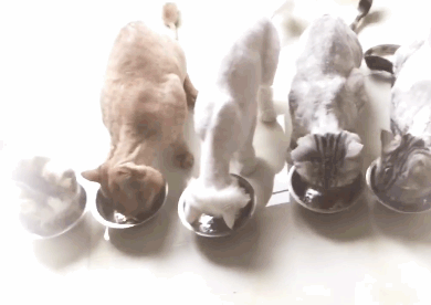 张译晒爱猫进食配暴风雪音效遭侃你是宠物博主