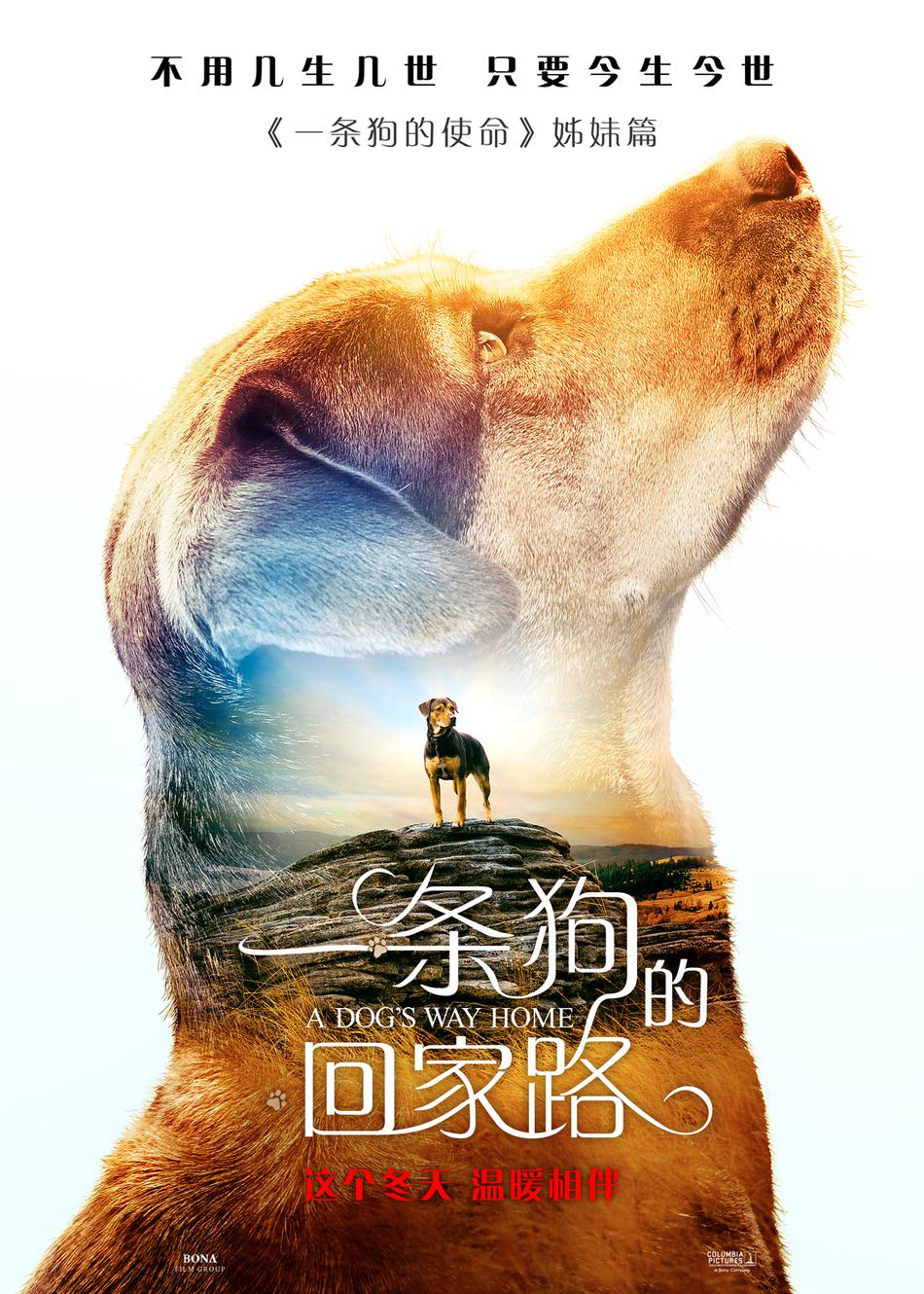一条狗的回家路资料页_娱乐资料库_新浪娱乐_新浪网