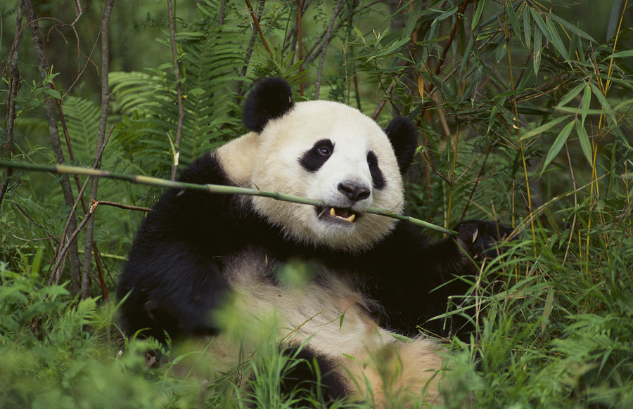 重返森林资料页_娱乐资料库_新浪娱乐_新浪网