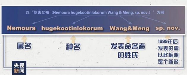 新物种起名规则