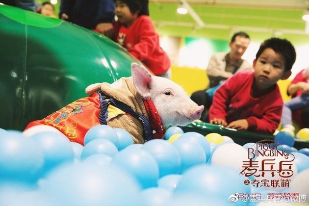 《麦兵兵之夺宝联“萌”》小猪麦兵兵线下活动