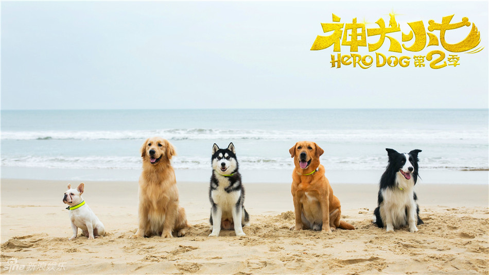 "神犬小七"的动物朋友们的种类和数量也将全面超越第一季,参演动物