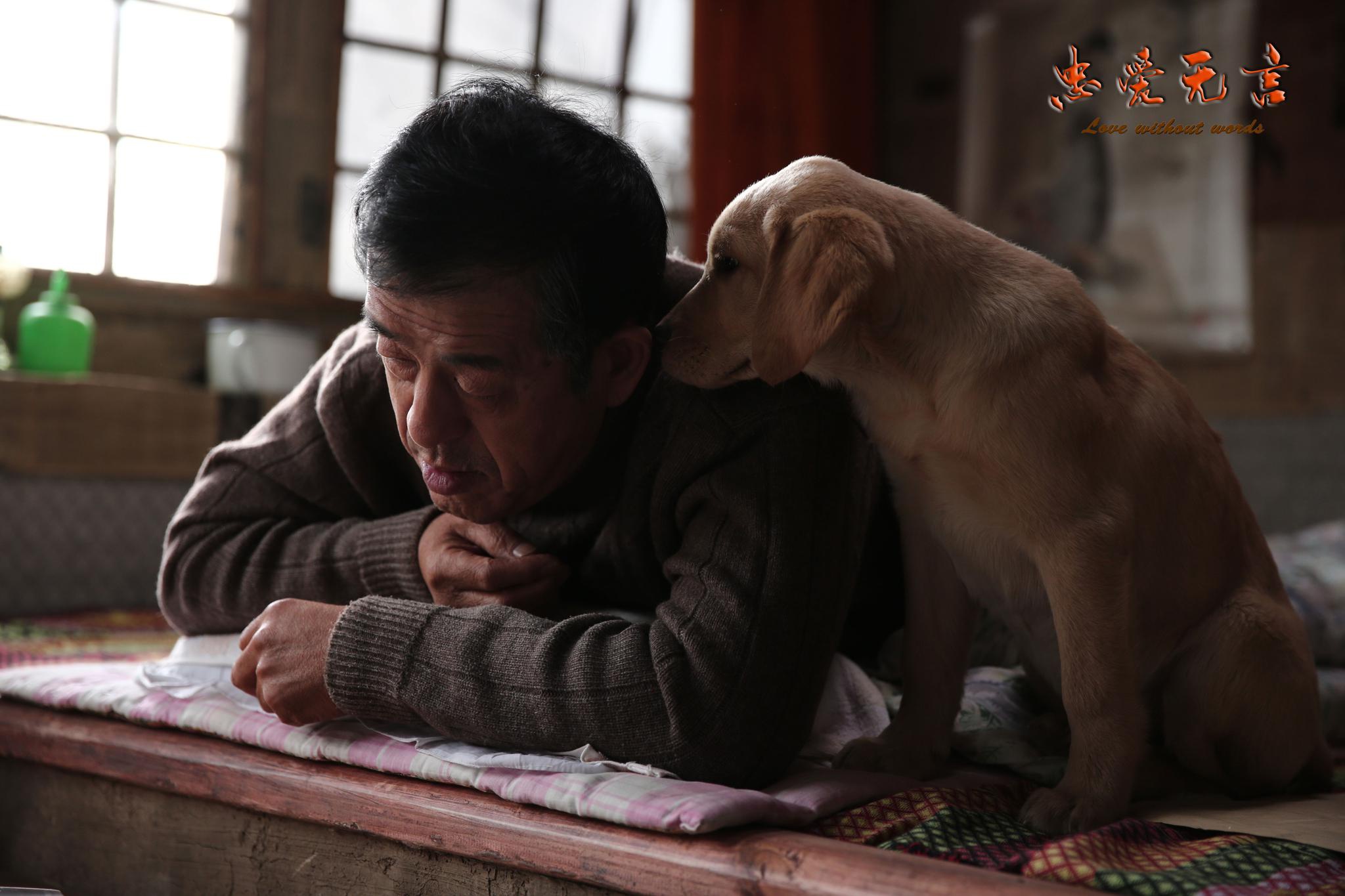 主要讲述了小狗因为意外,结识了一位性格倔强孤僻的残疾老人,一人一犬