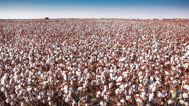 2013年10月新疆五家渠市棉花丰收季