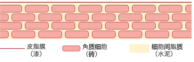 皮肤的天然卫士——肌肤屏障