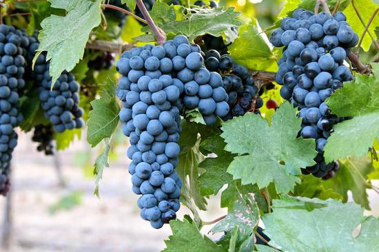 图片来源:lodiwine