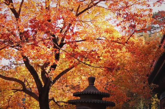 11月来了 有机会一定要去一次北京
