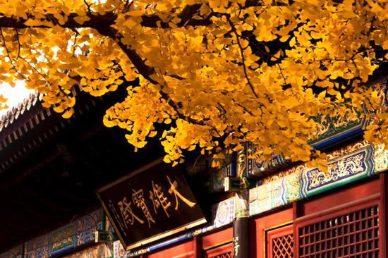11月来了 有机会一定要去一次北京