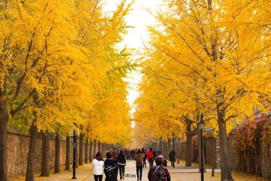 11月来了 有机会一定要去一次北京