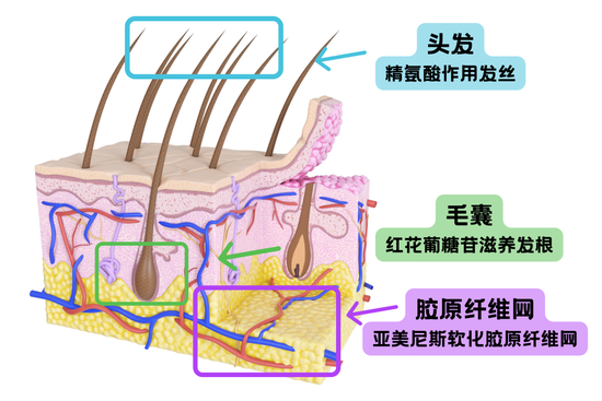 字体素材均来源于Canva