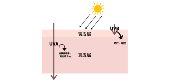 研究了三天三夜 你皮肤差的原因终于被我找到了