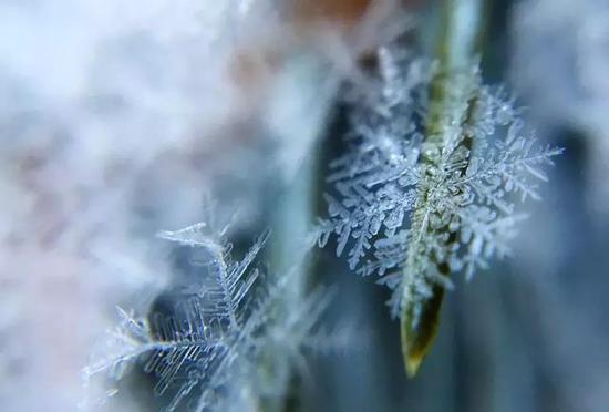 去看雪花飄飞舞、枝头结霜冰。