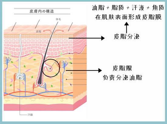 图源：图虫网、制作canva