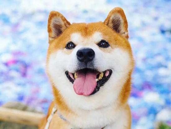 100张柴犬与花的合照治愈了无数人
