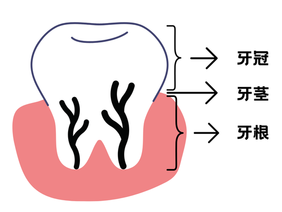 口腔cr什么意思不想“老掉牙”？那这些关键点要从现在抓起啦！_https://www.jmylbn.com_新闻资讯_第4张