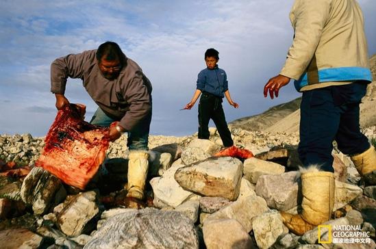 因纽特猎人擅长制作名为"基维亚克"(kiviak)的发酵食物,他们用海豹皮