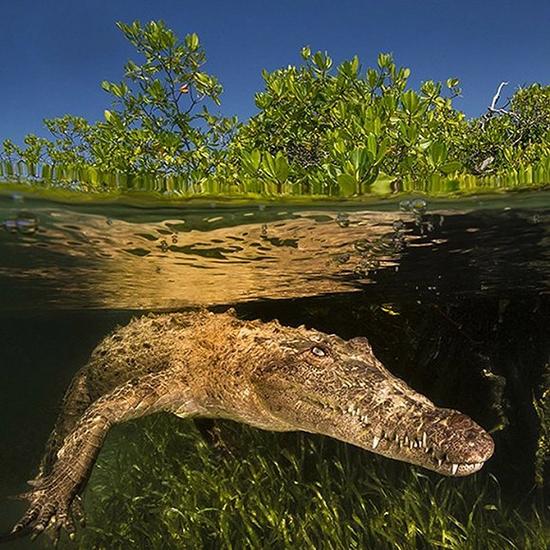 皇后国家公园红树林水道,平静的水面下潜伏着一只美洲鳄