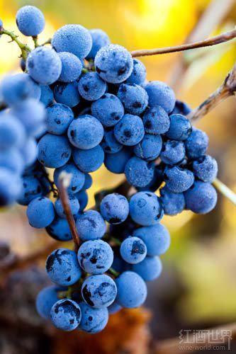 内比奥罗(nebbiolo)