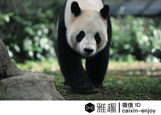 动物园的明星动物——来自中国的丽丽，在上野动物园相当有人气。