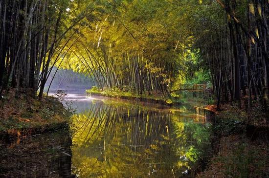 水上森林是同里独具特色的湿地景观
