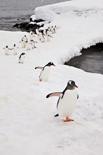 巴布亚企鹅 图片来源自flickr.com