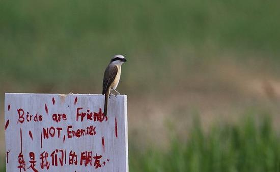 EASIN在天津的鸟类救助项目 | 图片来源：EASIN