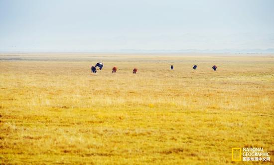 牧民的牛群在湖边的草滩上吃草。