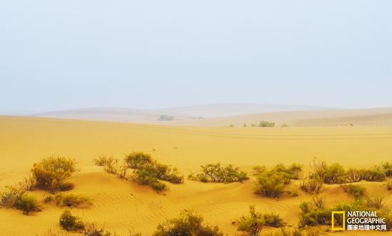 大雨过后的早晨，腾格里沙漠笼罩在一片浓雾之中，能见度非常低。